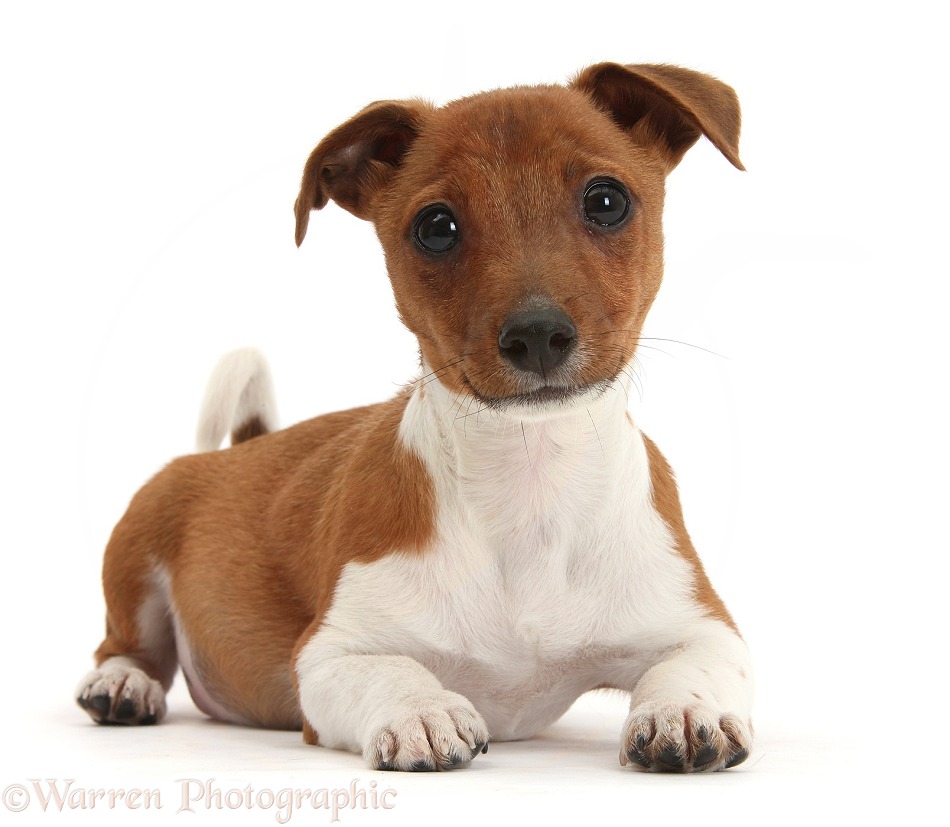 Jack Russell Terrier x Chihuahua pup, Nipper, lying with head up, white background