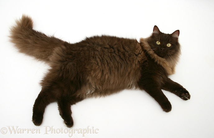 Fluffy dark chocolate Birman-cross cat, lying on its side and looking up, white background