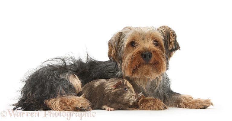 Yorkshire Terrier, Billie, with a Guinea pig, white background
