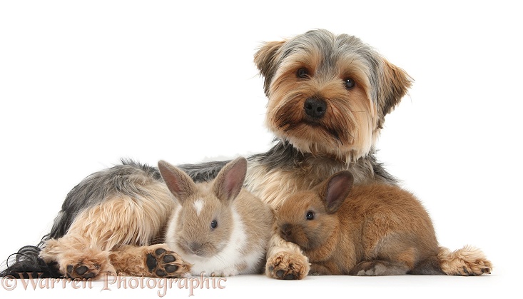 Yorkshire Terrier dog, Dillon, 16 months old, and baby rabbits, white background