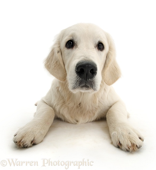 Golden Retriever dog, lying with head up, white background