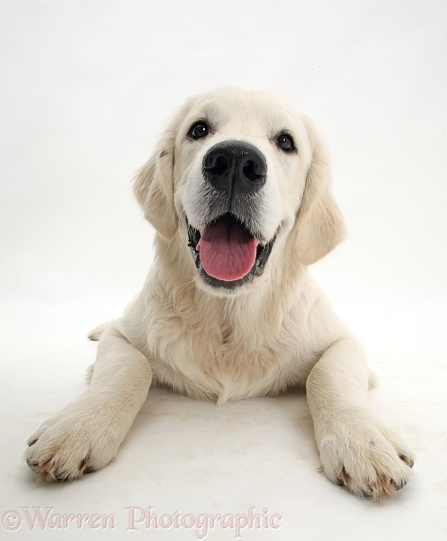 Golden Retriever dog, lying with head up, white background
