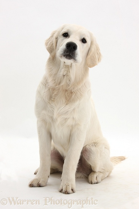 Golden Retriever dog, sitting, white background