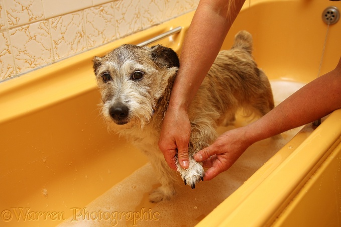Patterdale x Jack Russell Terrier, Jorge, having his feet washed in the bath