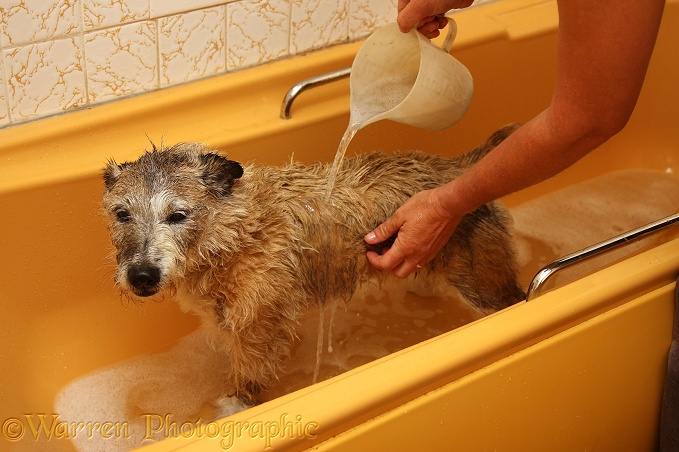 Patterdale x Jack Russell Terrier, Jorge, being washed in the bath