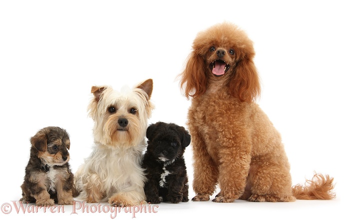 Yorkie mother, Evie, and Poodle father, Raggie, with Yorkipoo pups, 6 weeks old, white background
