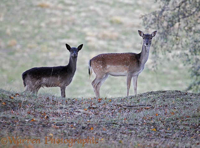 Fallow Deer (Cervus dama) alert