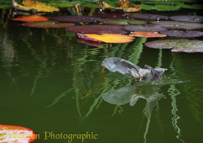 Brown Long-eared Bat (Plecotus auritus) drinking from a lily pond