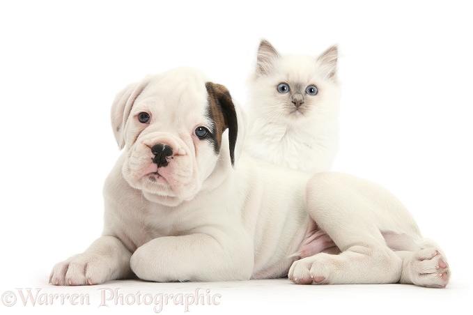 Boxer puppy and blue-point kitten, white background