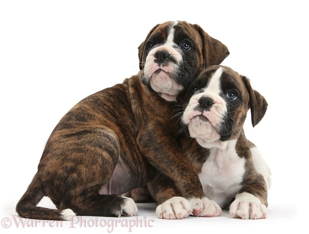 Two Boxer puppies huddled together, white background