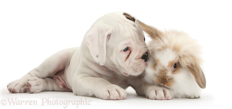 Boxer puppy and young fluffy rabbit, white background