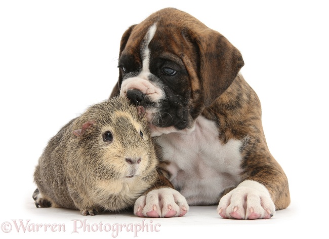 Boxer puppy and Guinea pig, white background