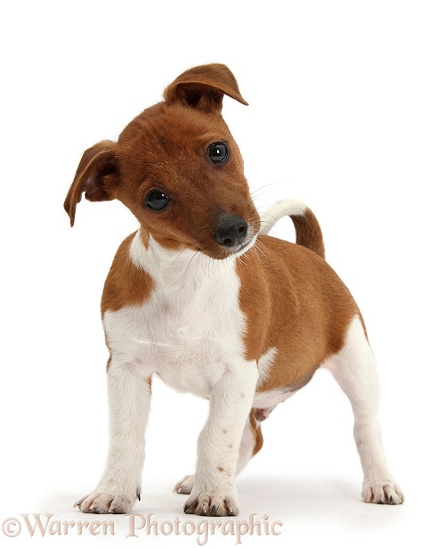 Jack Russell Terrier x Chihuahua pup, Nipper, standing and looking quizzical with head tilted, white background