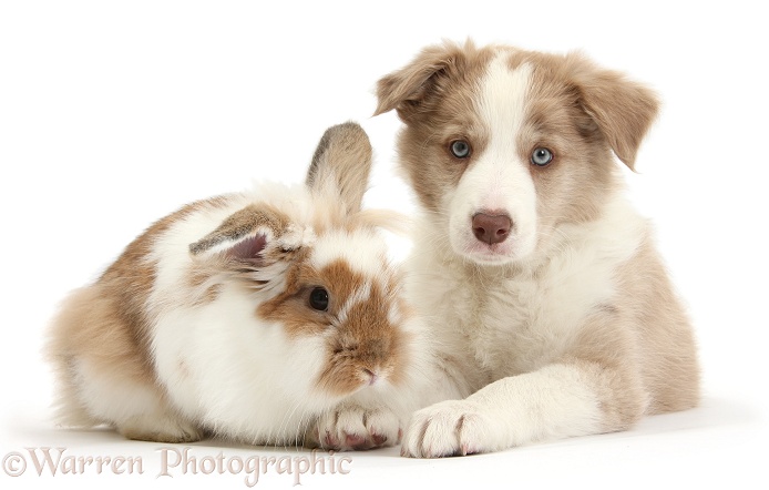 Lilac Border Collie pup and rabbit, white background