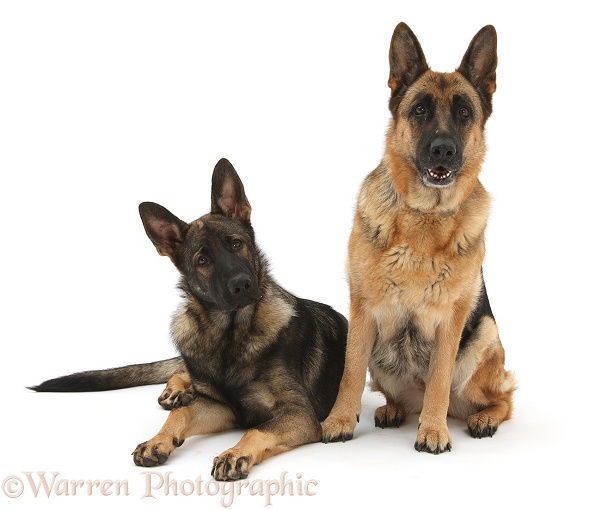 German Shepherd Dogs, Buster and Zulu, white background