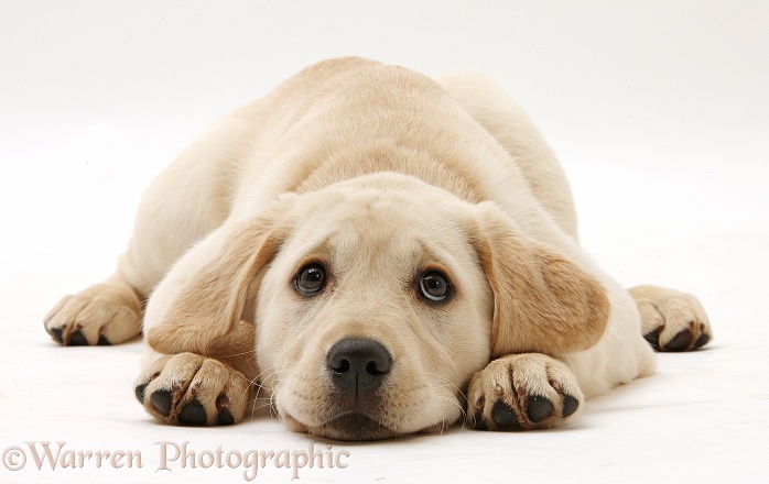Yellow Labrador Retriever pup, 3 months old, lying with chin on the floor, white background