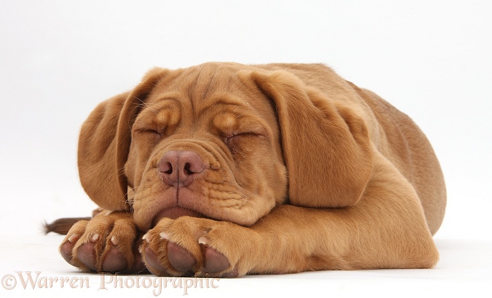 Dogue de Bordeaux puppy, Freya, 10 weeks old, sleeping, white background