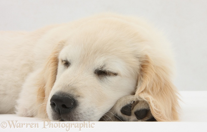Golden Retriever dog pup, Oscar, 3 months old, sleeping, white background