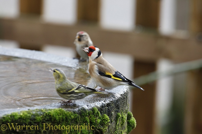 Goldfinch (Carduelis carduelis) drinking from a birdbath beside a Siskin (Carduelis spinus) and a Redpoll (Carduelis flammea)