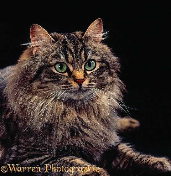 Portrait of long-haired tabby cat, Mandy