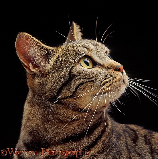 Profile portrait of British Shorthair brown tabby male cat, Lowlander