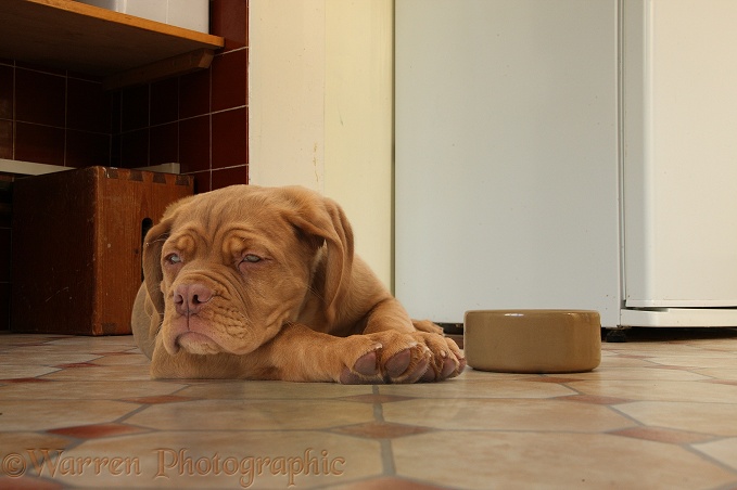 Dogue de Bordeaux puppy, Freya, 10 weeks old, disinterested and bored by her food