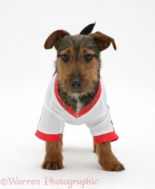 Black-and-tan Jack Russell Terrier dog pup, Gizmo, wearing a shirt, white background
