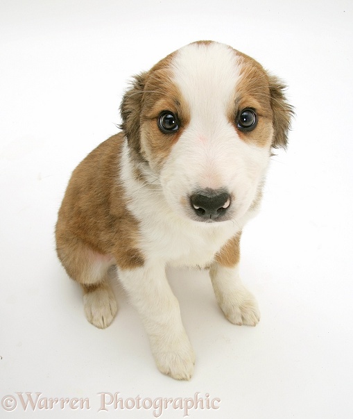 Tricolour Border Collie pup, Dart, sitting and looking up, white background