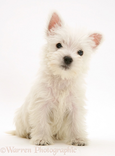 West Highland White Terrier pup, sitting, white background