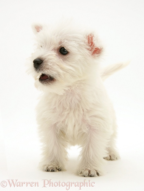 West Highland White Terrier pup, standing, white background