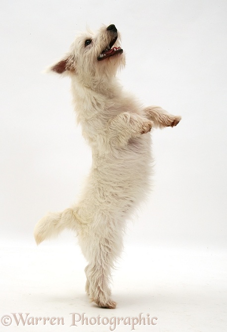 West Highland White Terrier pup standing up, white background