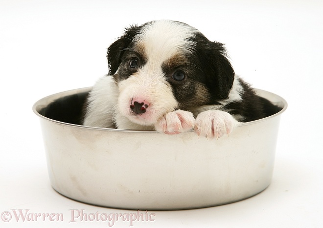 Border Collie pup in a metal food bowl, white background