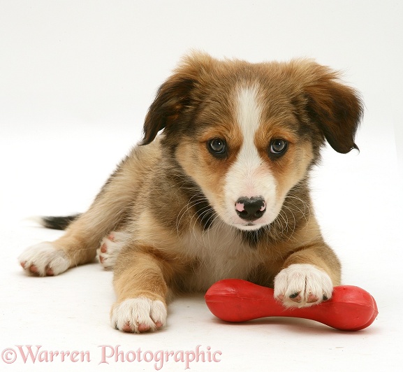 Tricolour Border Collie pup, lying with head up [Lollipop's third litter], white background