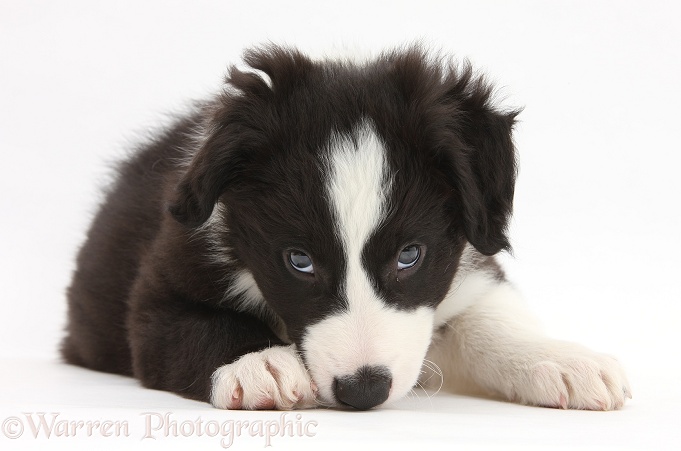 Black-and-white Border Collie pup, Gus, white background