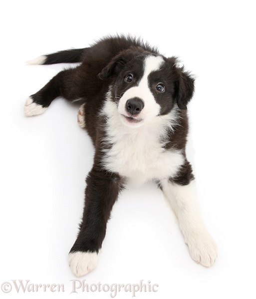 Black-and-white Border Collie pup, Gus, lying with head up, and looking up, white background