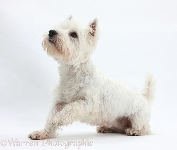 West Highland White Terrier, Betty, with one paw raised, white background