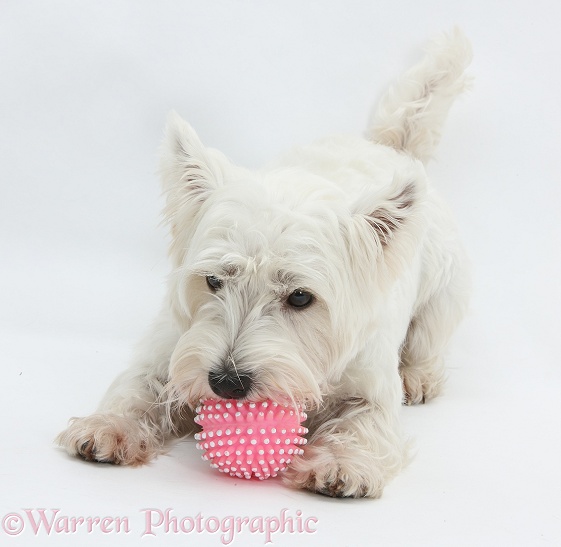 West Highland White Terrier, Betty, chewing a pink ball, white background
