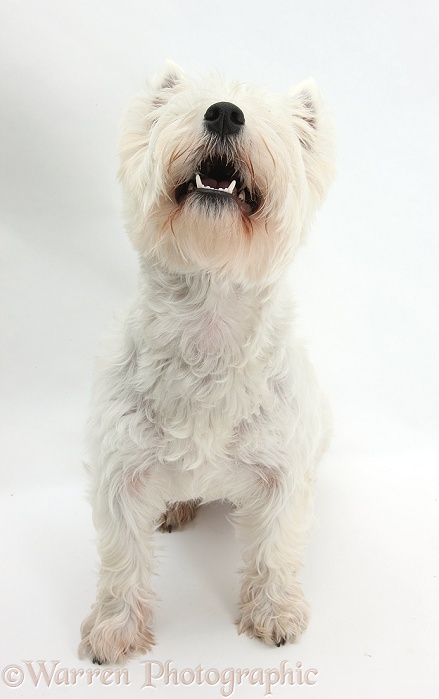West Highland White Terrier, Betty, sitting and looking up, white background
