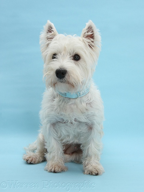 West Highland White Terrier, Betty, sitting on blue background