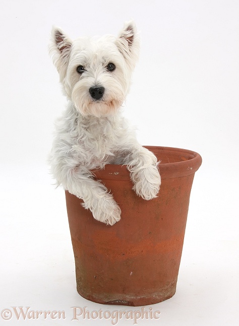 West Highland White Terrier, Betty, in a large flowerpot, white background