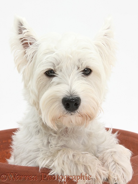 West Highland White Terrier, Betty, in a large flowerpot, white background