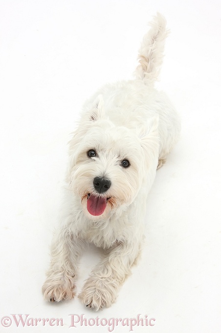 West Highland White Terrier, Betty, lying and looking up, white background