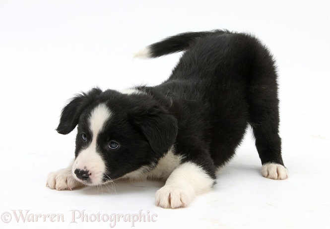 Black-and-white Border Collie pup in play-bow, white background