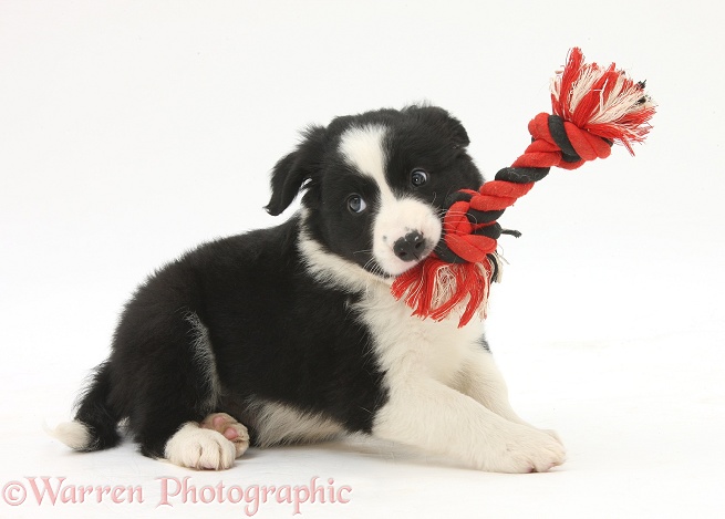 Playful black-and-white Border Collie puppy, 6 weeks old, with ragger toy, white background