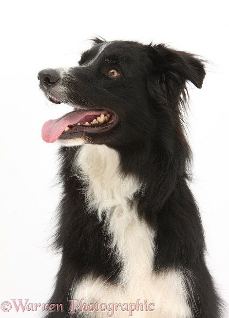 Black-and-white Border Collie, Flyn, 5 years old, white background
