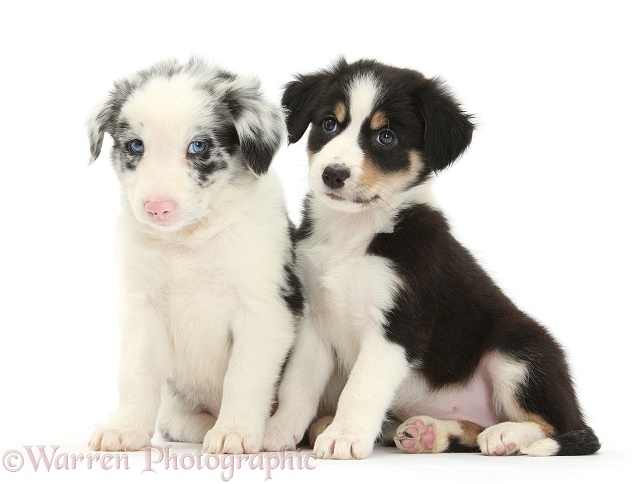 Tricolour and merle Border Collie puppies, 6 weeks old, white background