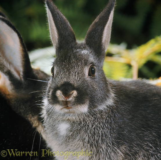 Dwarf Rabbit twitching its nose to expose sensory pad at entrance to each nostril