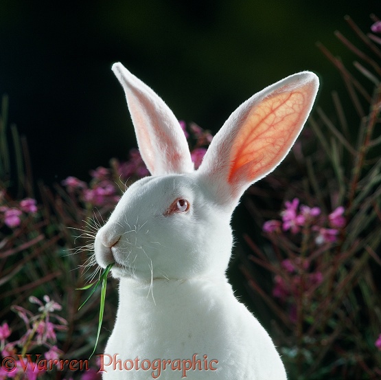 Ermine Rex rabbit with light shining through his ears, showing up the blood vessels