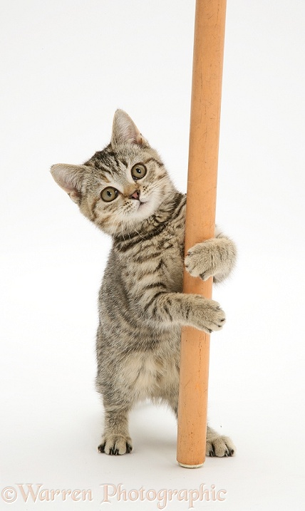 British Shorthair Brown Spotted kitten 'pole dancing', white background