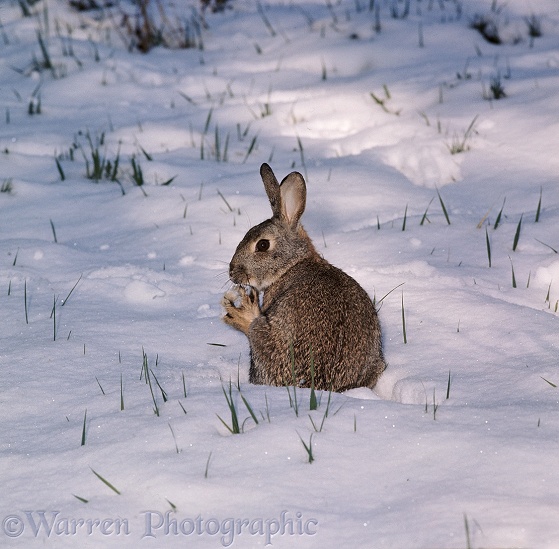 European Rabbit (Oryctolagus cuniculus) in snow
